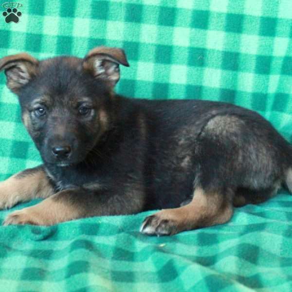 Arlo, German Shepherd Mix Puppy