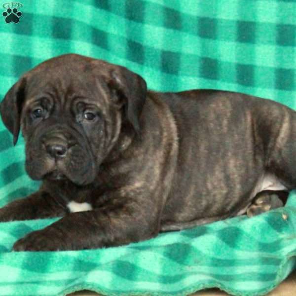 Arlo, Cane Corso Puppy