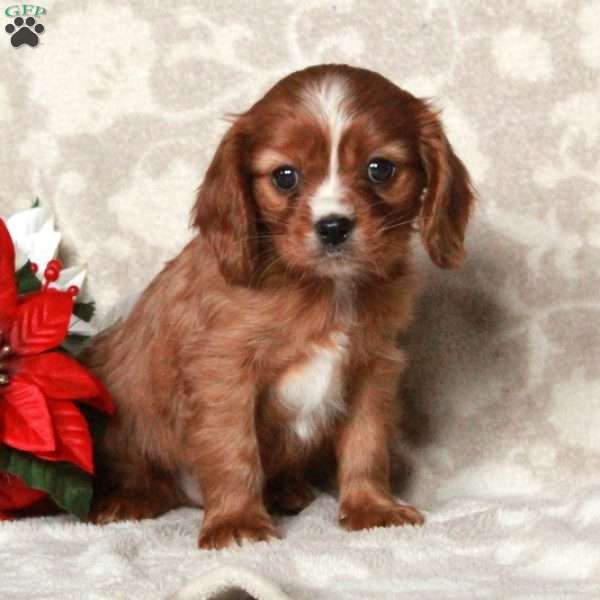 Arlo, Cavalier King Charles Spaniel Puppy