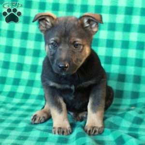 Arlo, German Shepherd Mix Puppy