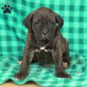 Arlo, Cane Corso Puppy