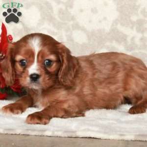 Arlo, Cavalier King Charles Spaniel Puppy