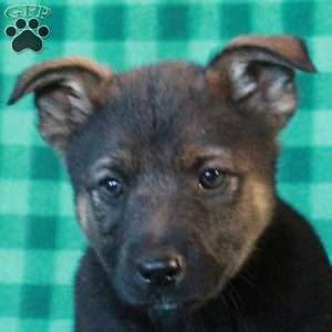 Arlo, German Shepherd Mix Puppy