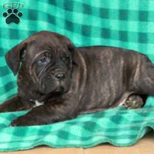 Arlo, Cane Corso Puppy