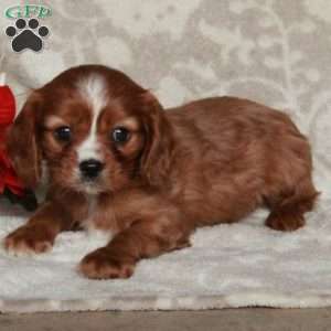 Arlo, Cavalier King Charles Spaniel Puppy