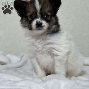 Arlo, Papillon Puppy