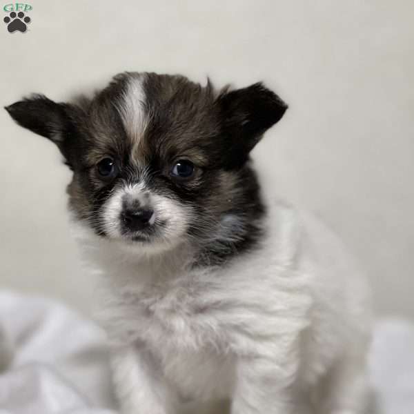 Arlo, Papillon Puppy