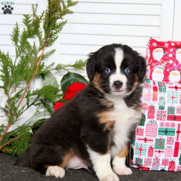 Arnie, Miniature Australian Shepherd Puppy