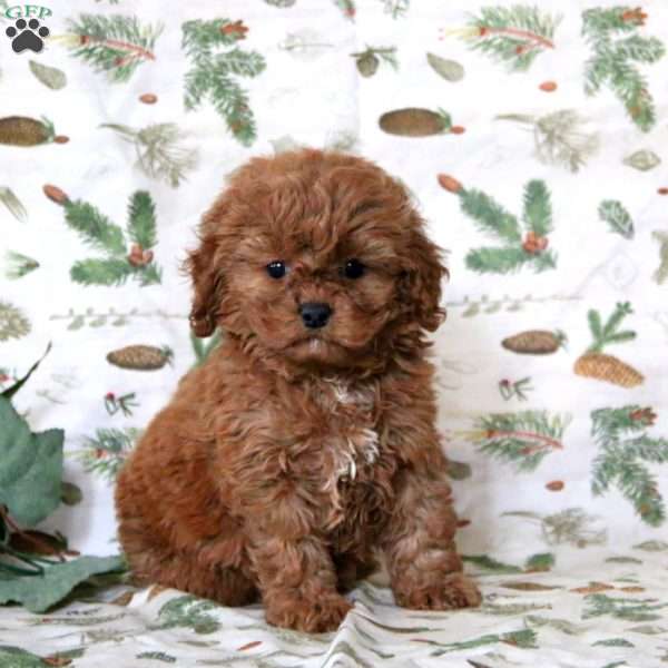 Arnie, Cockapoo Puppy