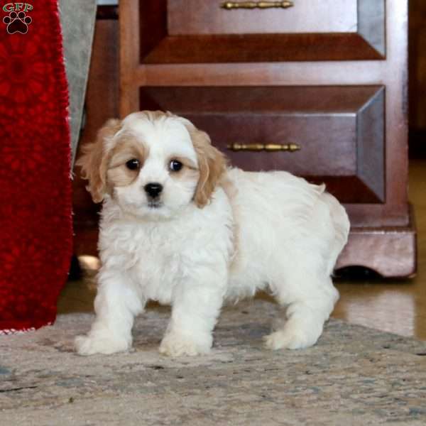 Arnie, Cavachon Puppy