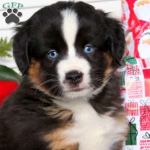 Arnie, Miniature Australian Shepherd Puppy