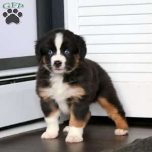 Arnie, Miniature Australian Shepherd Puppy