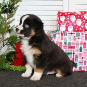 Arnie, Miniature Australian Shepherd Puppy