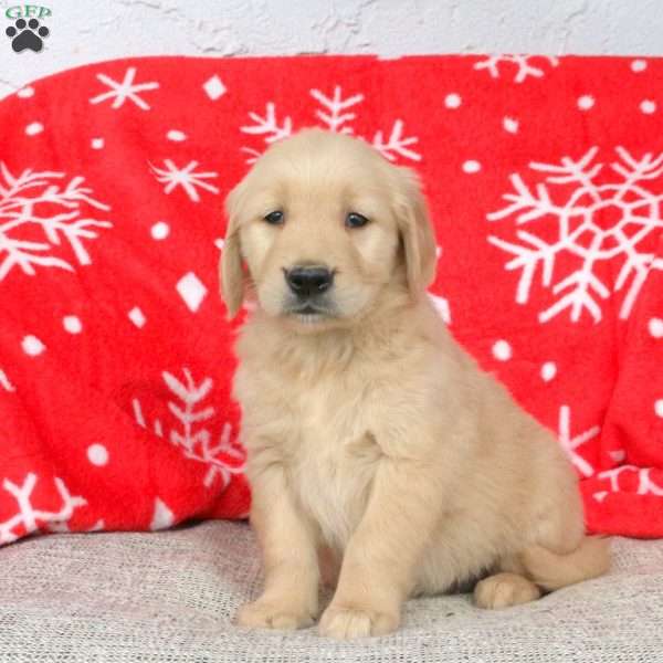 Arnold, Golden Retriever Puppy