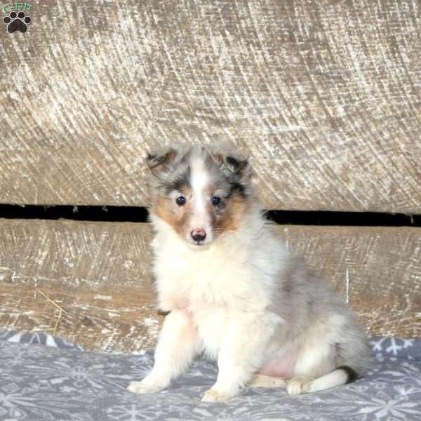 Artemis, Sheltie Puppy