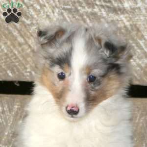 Artemis, Sheltie Puppy