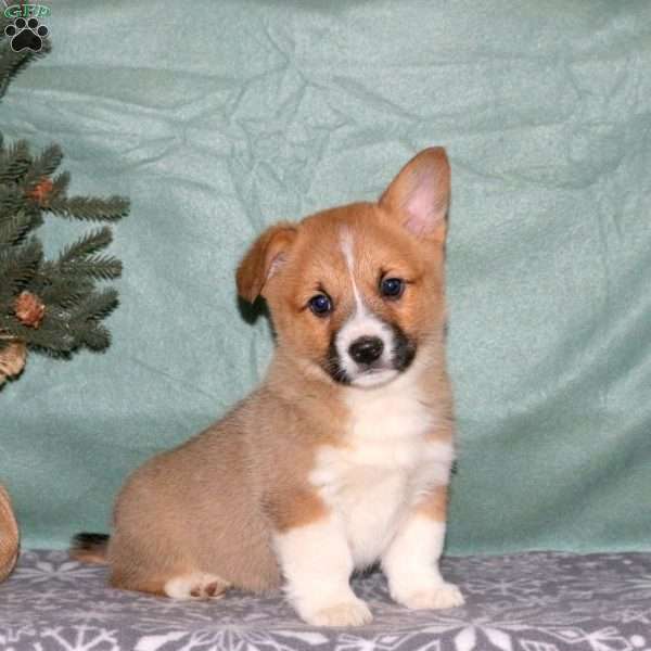 Arthur, Pembroke Welsh Corgi Puppy