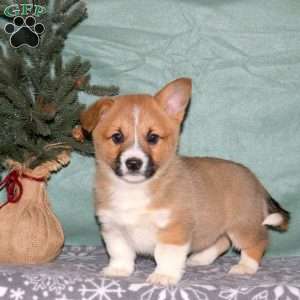 Arthur, Pembroke Welsh Corgi Puppy