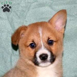 Arthur, Pembroke Welsh Corgi Puppy