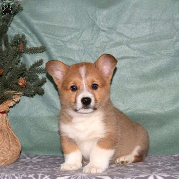 Asher, Pembroke Welsh Corgi Puppy