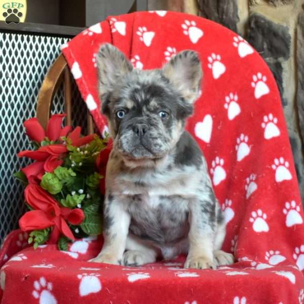 Asher- fluffy, French Bulldog Puppy