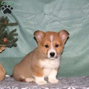 Asher, Pembroke Welsh Corgi Puppy