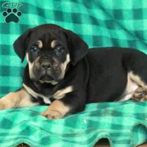 Asher, Cane Corso Puppy