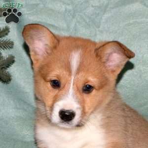 Asher, Pembroke Welsh Corgi Puppy