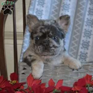 Asher, French Bulldog Puppy