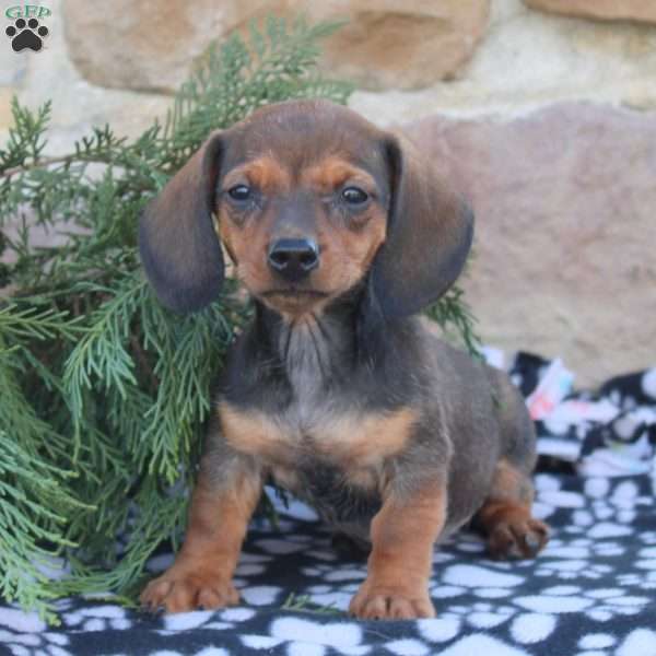 Ashton, Dachshund Puppy