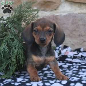 Ashton, Dachshund Puppy