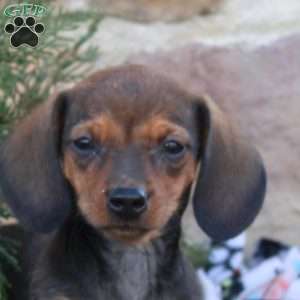 Ashton, Dachshund Puppy