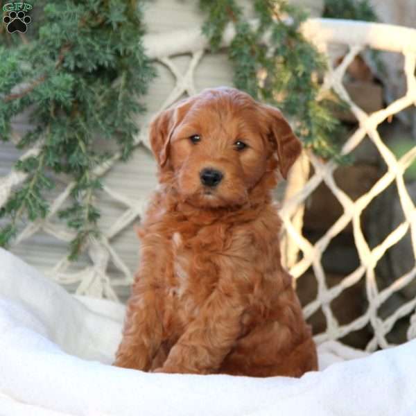 Ashton, Mini Goldendoodle Puppy