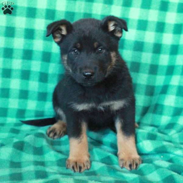 Aslan, German Shepherd Mix Puppy