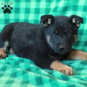 Aslan, German Shepherd Mix Puppy