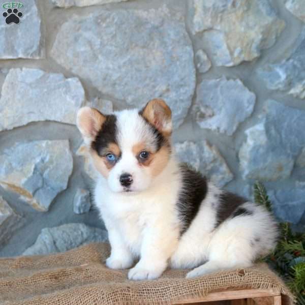 Aspen, Pembroke Welsh Corgi Puppy