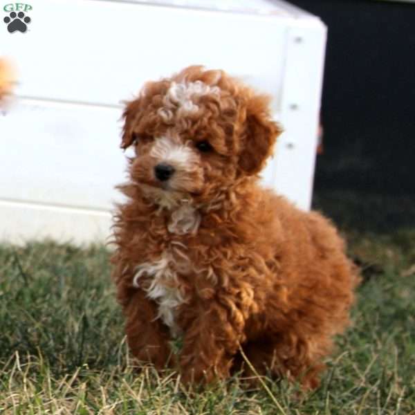 Astro, Miniature Poodle Puppy