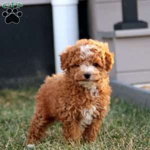 Astro, Miniature Poodle Puppy