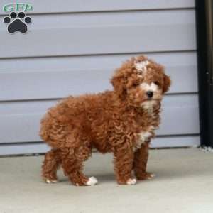 Astro, Miniature Poodle Puppy