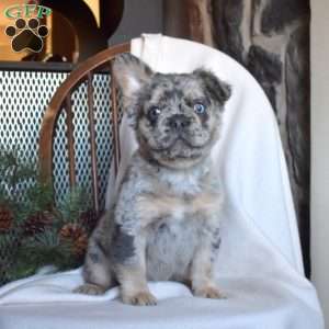 Atlas- fluffy, French Bulldog Puppy