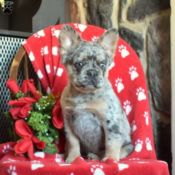 Atlas- fluffy, French Bulldog Puppy