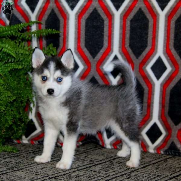 Audrey, Pomsky Puppy