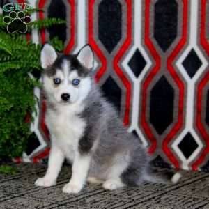 Audrey, Pomsky Puppy