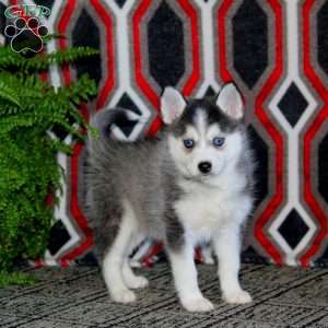 Audrey, Pomsky Puppy