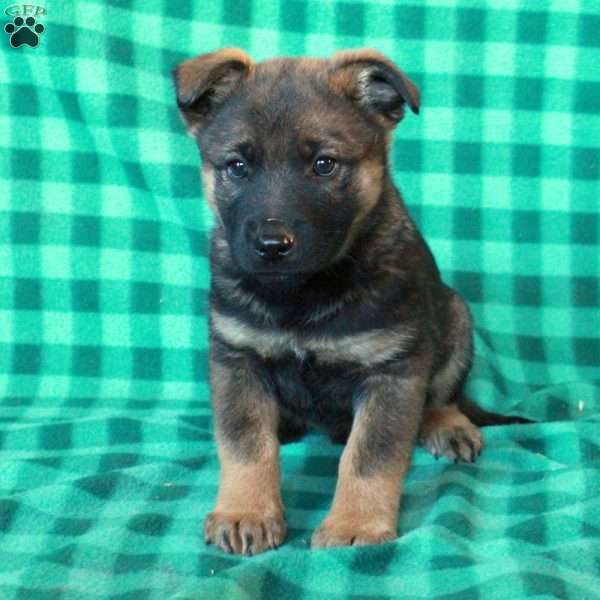 August, German Shepherd Mix Puppy