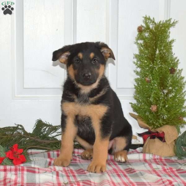 Aurora, German Shepherd Puppy