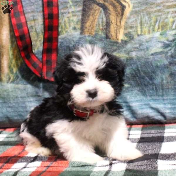 Austin, Havanese Puppy