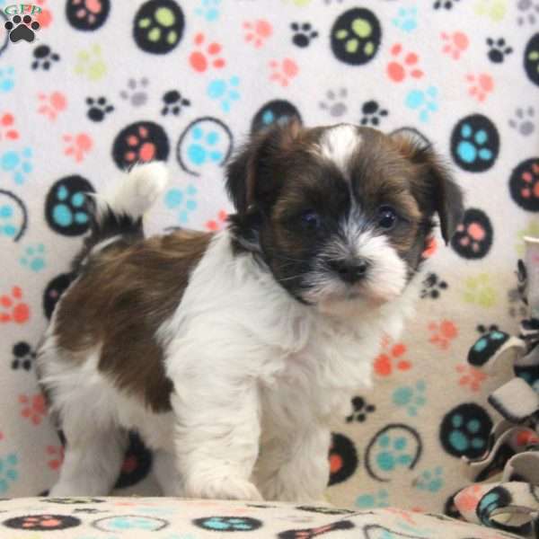 Austin, Havanese Puppy