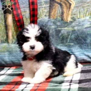 Austin, Havanese Puppy