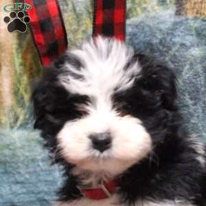 Austin, Havanese Puppy